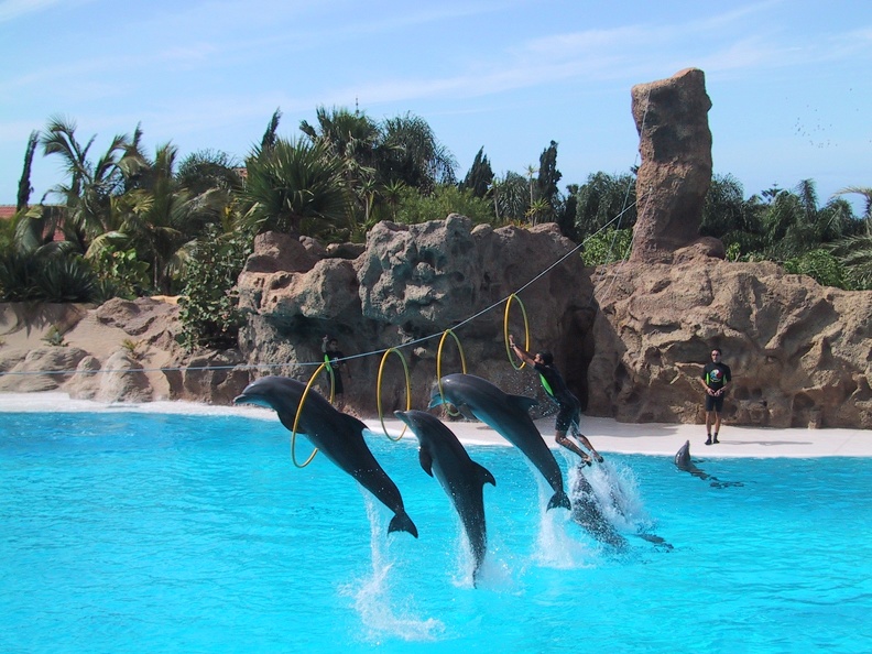 Dolphins Loro Parque4.JPG